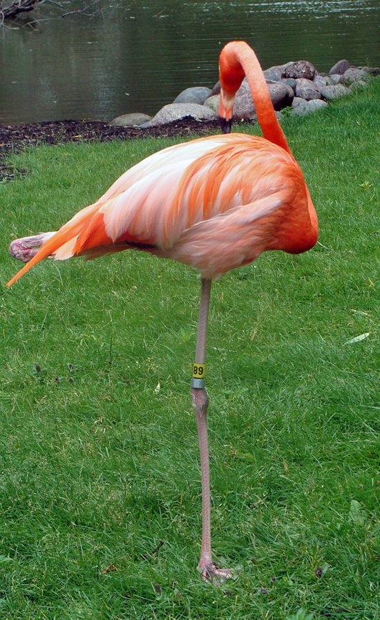 flamingo-picture